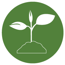 Tree Fertilization