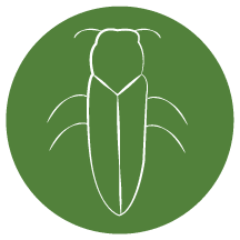 Tree Insect and Mite Treatment
