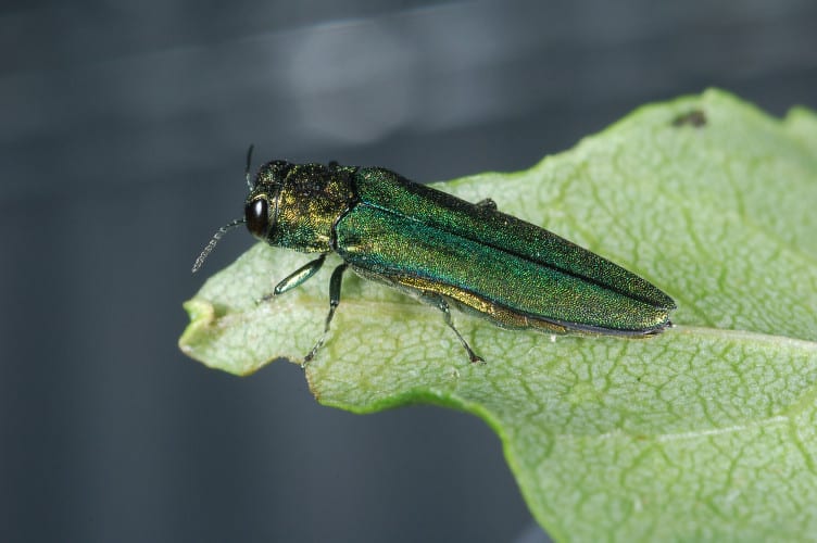 Emerald Ash Borer on leaf