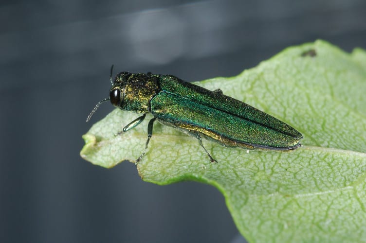 Emerald Ash Borer Emerald Ash Borer on leaf