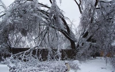 Winter snow damaged tree