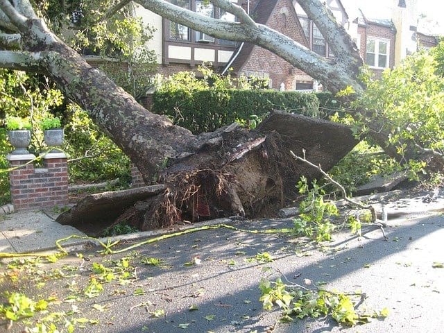 What To Do If a Tree Falls on Your Home